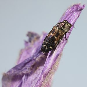 Neospades sp. Narrow variant, PL3597A, female, on Hibiscus solanifolius, NW, 6.7 × 2.4 mm